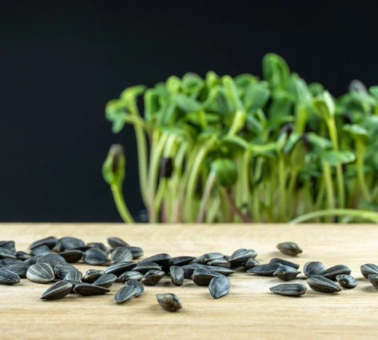 Sunflower Seeds