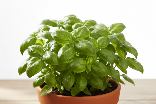 Heirloom Sweet Basil Seeds – Easy to Grow Kitchen Herb