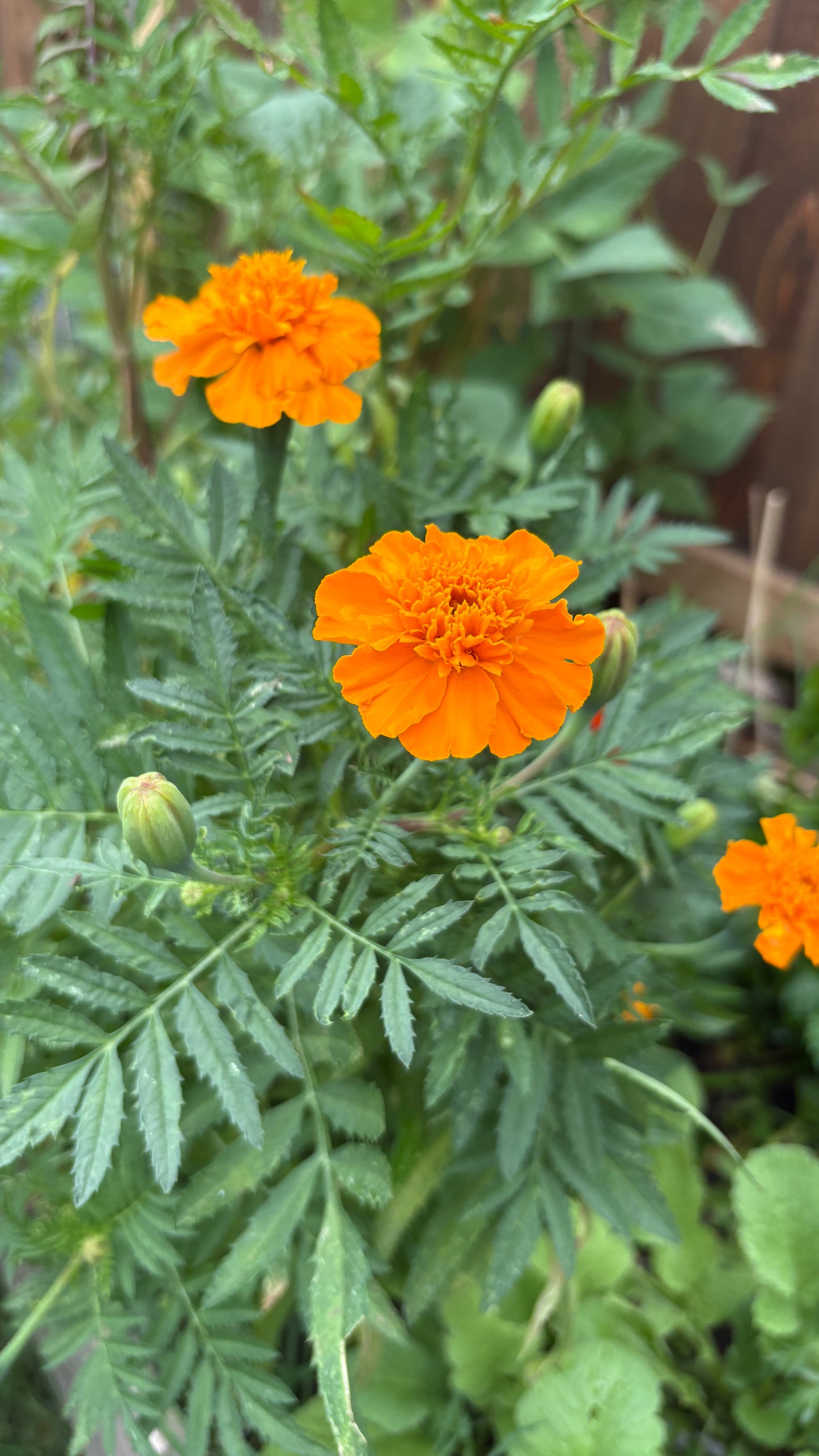 Marigold Seeds