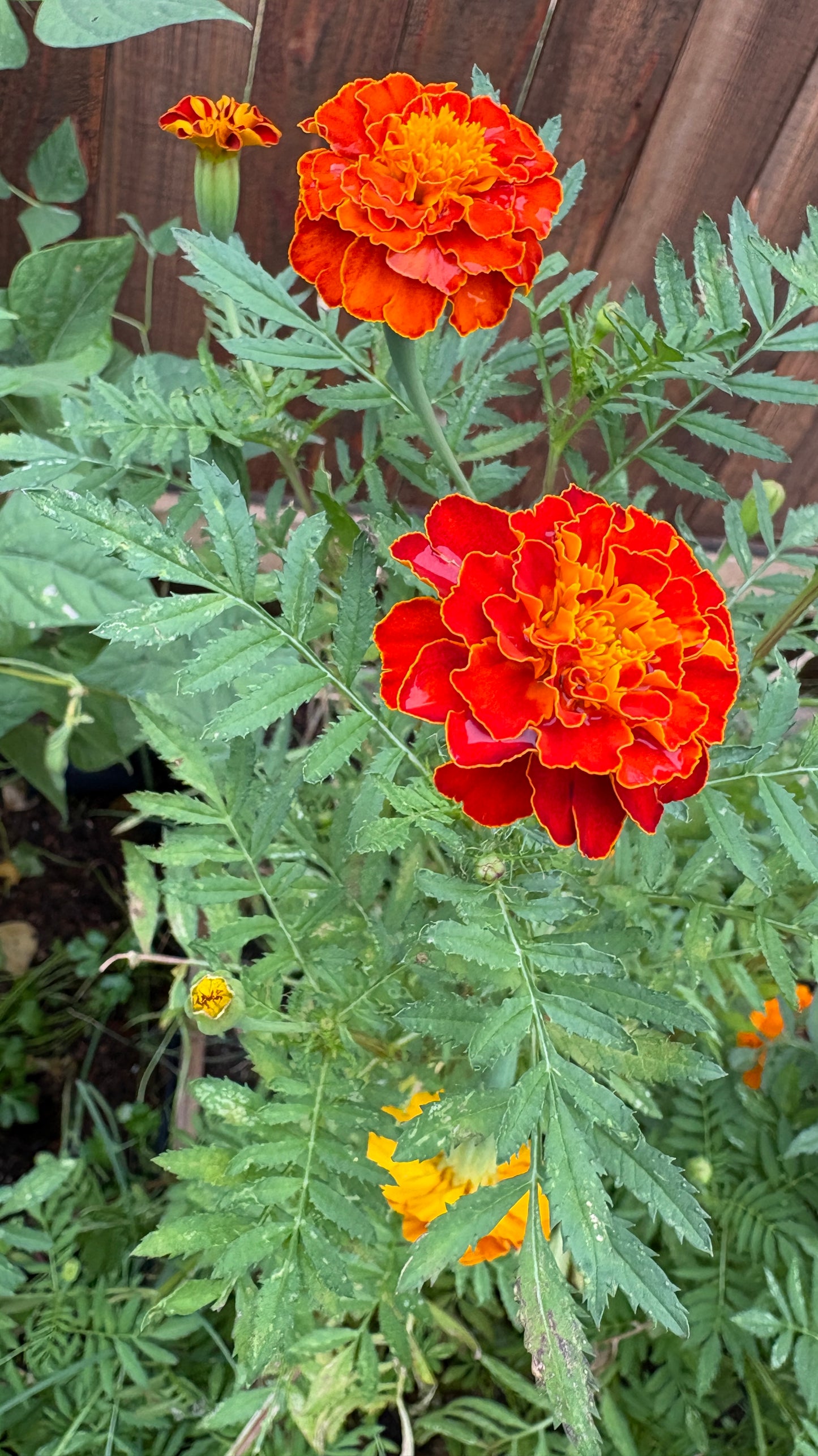 Marigold Seeds