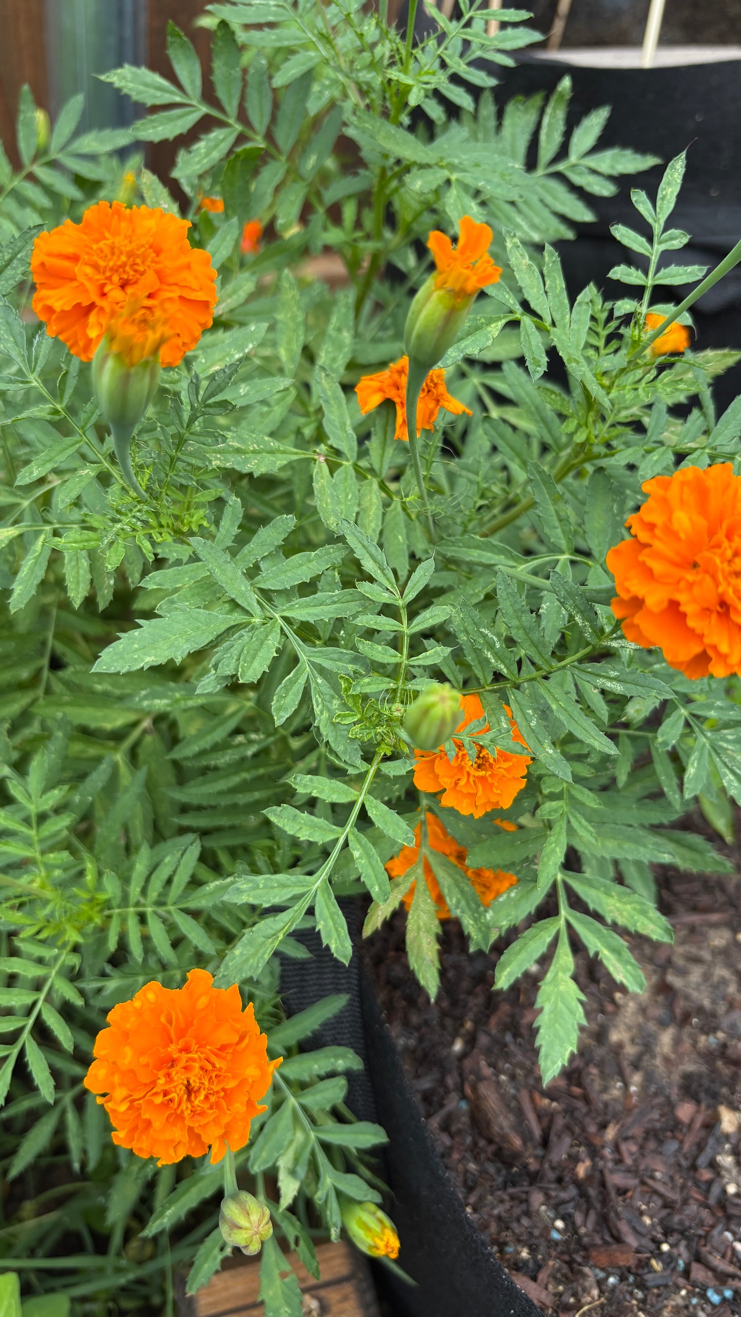 Marigold Seeds