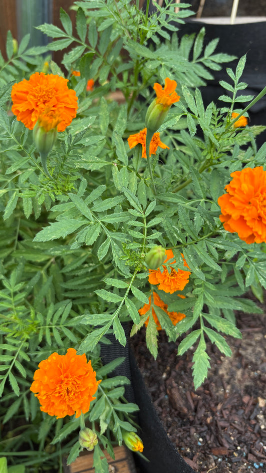Marigold Seeds