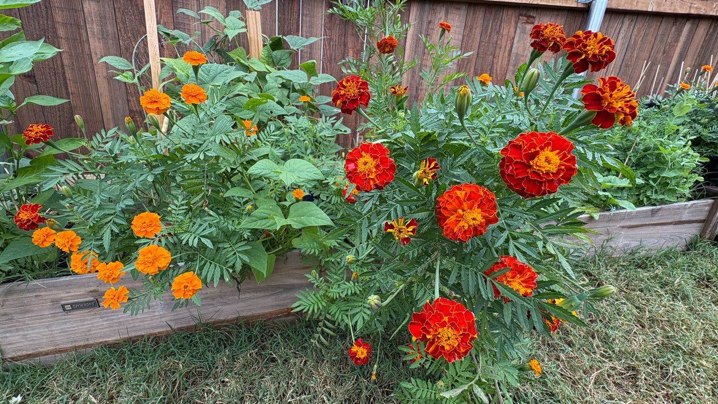 Marigold Seeds