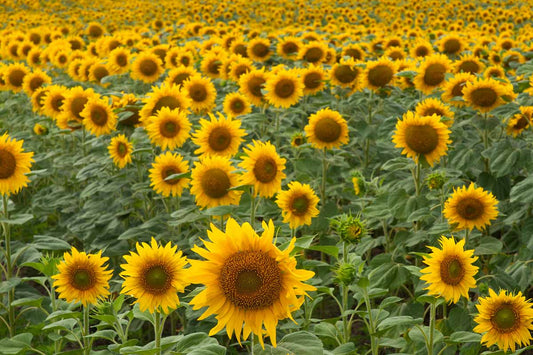 Sunflower Seeds