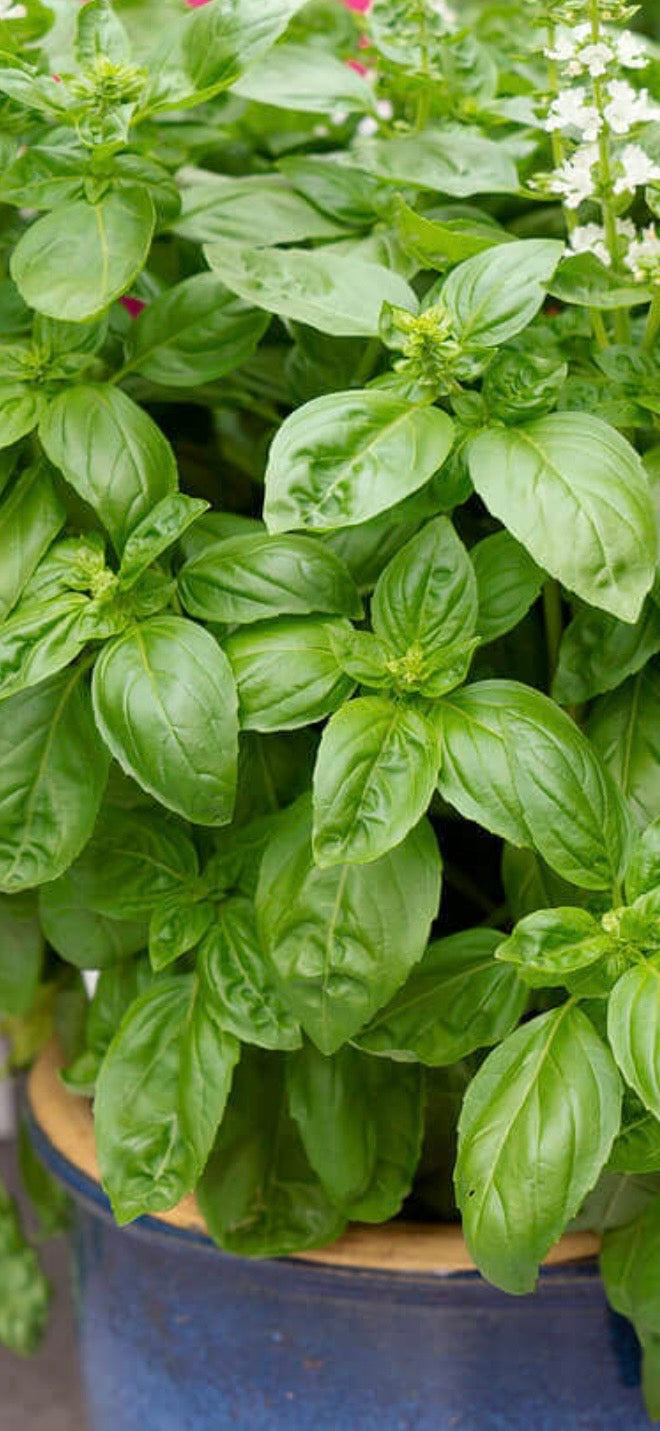 Heirloom Sweet Basil Seeds – Easy to Grow Kitchen Herb